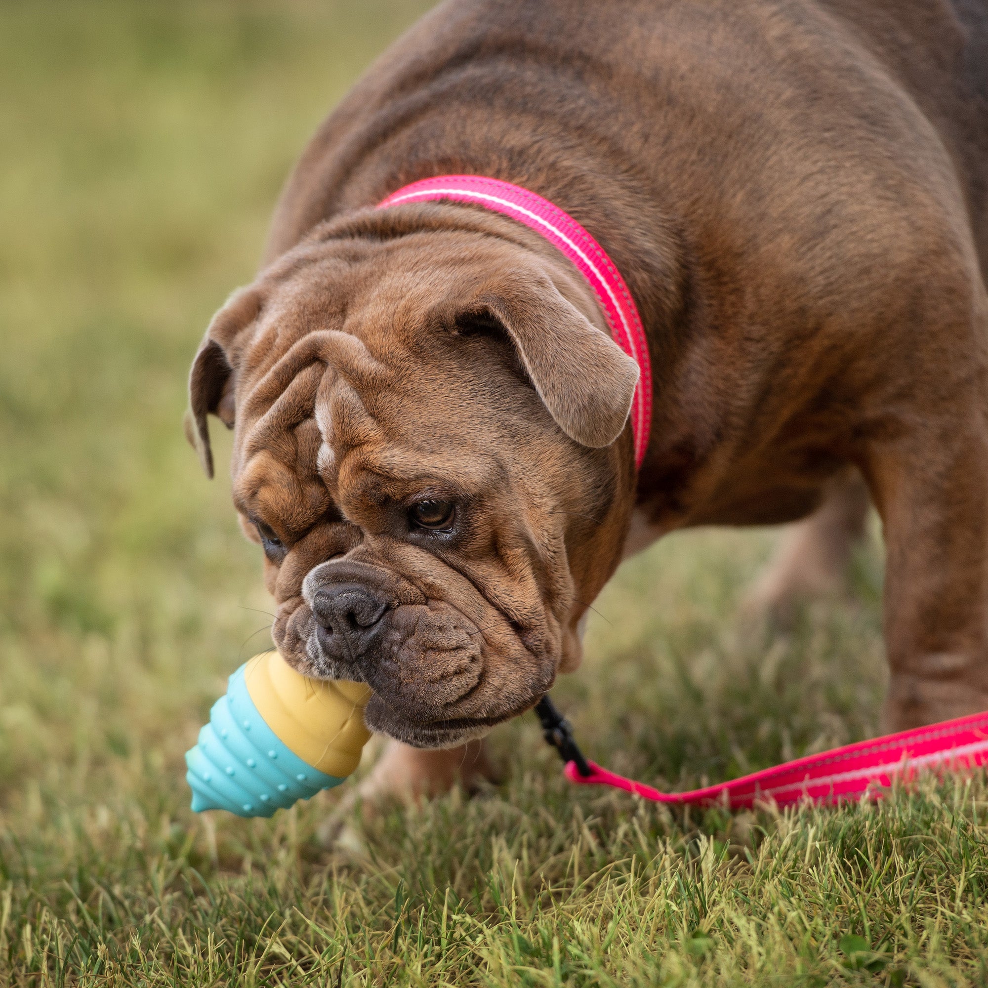 GF Pet | Cooling Toy MIX | 2 Dog Ice Toys Set