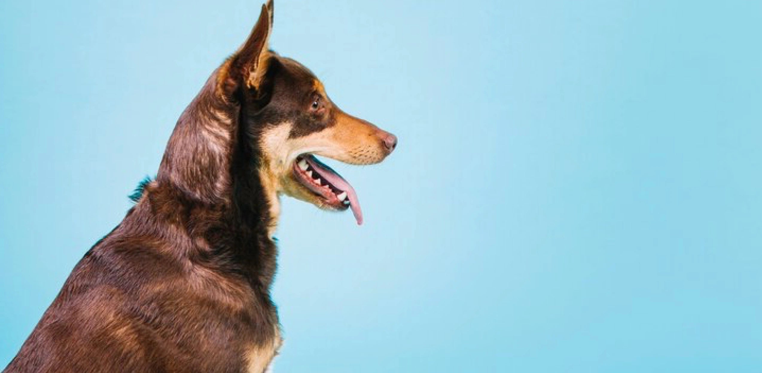 DOG Link Image